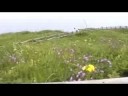 Aroma [MV] Greenfield
