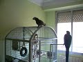 Yaco y Guacamayo Yaco y Guacamayo