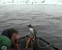 Pingüino vs Orcas Asesinas