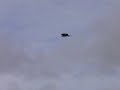 Osprey attacking young Bald Eagle