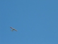 videos de aeromodelismo aeroclub tucuman 3