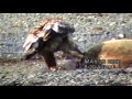 Gold Eagle vs Bald Eagle.wmv
