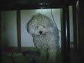 Caniche Toy in action