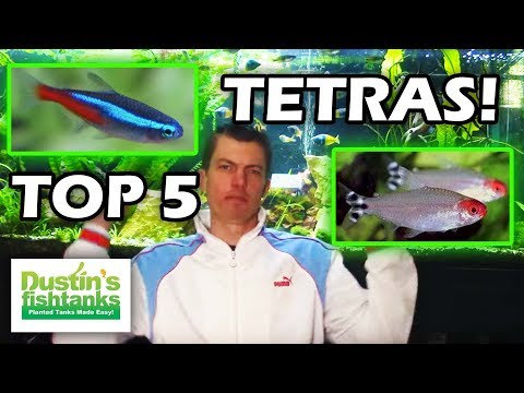 Top Five TETRAS - Tetra Fish types - Tetra Fish Varieties - Tetra Tank