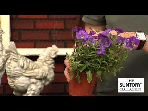 how to fertilize petunias