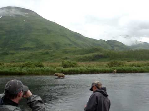 kodiack bear