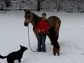 Hund und Pferd spielen im Schnee - Chien & cheval jouent Hund und Pferd spielen im Schnee - Chien & cheval jouent