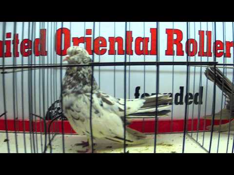 2013 grand national 2013 grand national