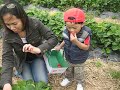 Audryck @ Strawberry Farm