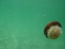 swimming amongst cabbage head jellyfish