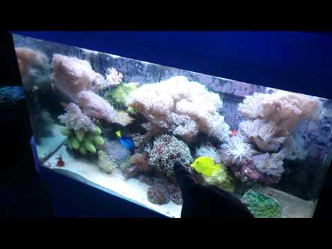 how to grow coral