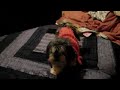 Chagdud  Lhasa-maluco