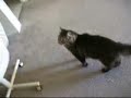 Video Clips of Skippy Playing - July 2008 Video Clips of Skippy Playing - July 2008