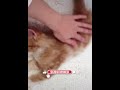 Best Funny Video Cat