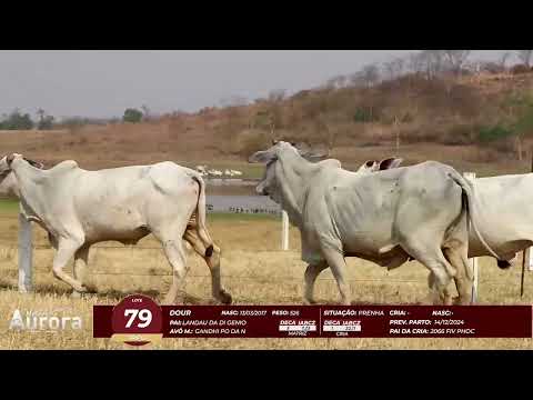 4� De Olho na Fazenda - NELORE AURORA participa��o Chico Paulic�ia