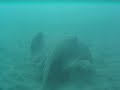 leopard sharks
