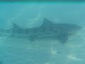 leopard sharks