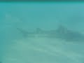 leopard sharks