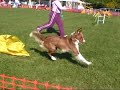 Justice, Fair Hill USDAA 2008