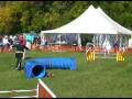 Justice, Fair Hill USDAA 2008