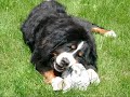 Unser Hund Simba (gestorben 18.02.07) Er war wundervoll !!!