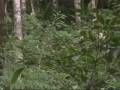 videos de Better in Belize Ecovillage lot #33