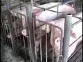The Prevention of Farm Animal Cruelty Act