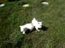 Savannah and Lola\