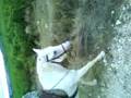 aller a mus ak tchiki est folco