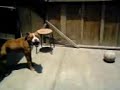 buffon jugando con la pelota