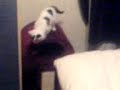 Kittys 4