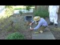 Bee Swarm #1