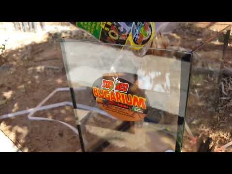 YouTube reptile video