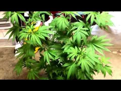 how to harvest male cannabis plants