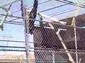 Siamang singing