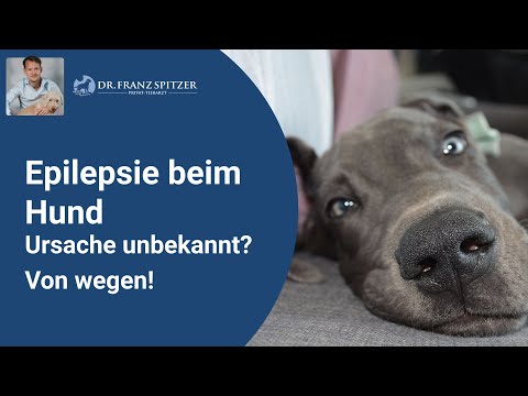 Epilepsie / epileptische Anflle beim Hund - was du dagegen tun kannst!