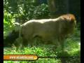 videos de sri lanka National zoological gardens Dehiwala