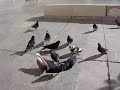 VOLaR SeR lIbRes