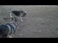 Kira and Cooper at West Hills Doggie Play Date.wmv