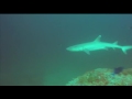 Requins de récif à pointes blanches