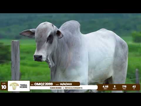 1� De Olho na Fazenda - Terra Nobre