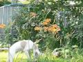 Pit Bull Roxy Nudges Flowers to Watch Them Sway