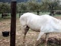 beceite olivares caballos yeguas 28-04-2007