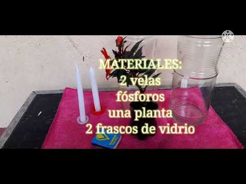 Experimento de Fotosíntesis y Respiración Celular| Sofía Sinay 202211246