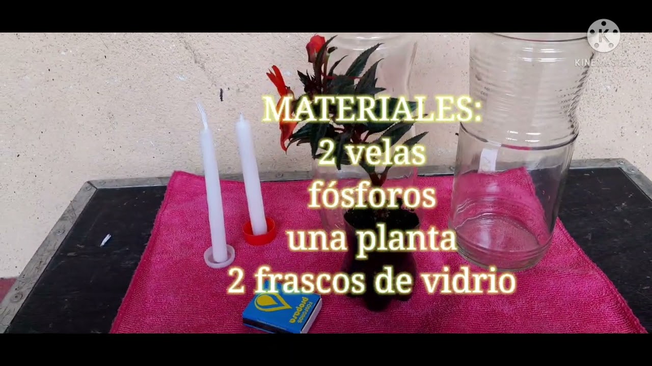 Experimento de Fotosíntesis y Respiración Celular| Sofía Sinay 202211246