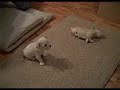 Neonatal Ataxia in Havanese puppy?