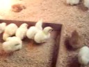 Chickens at the Cheshire Fair
