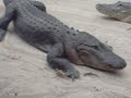 crazy crocodile guy