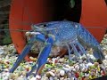 dr zoidberg the crayfish