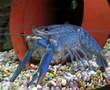 dr zoidberg the crayfish
